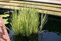 Cold Hardy Variegated Sweet Flag Plant - Acorus gramineus 'Variegatus' for Ponds & Water Gardens