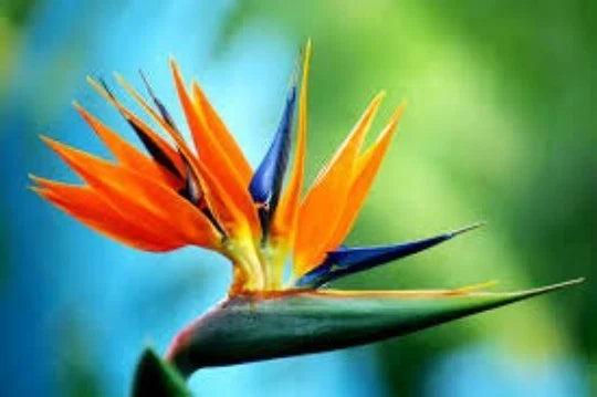 Bird of Paradise Seeds - 5 Seeds, Strelitzia Reginae, Exotic Tropical Flower, Rare Gardening Seeds