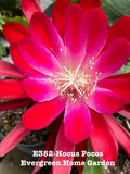 Epiphyllum Orchid Cactus Plant 4” Starter Pot Hocus Pocus Epiphyllum spp. Indoor Succulent