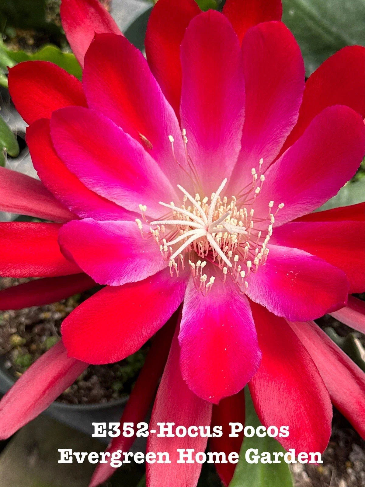 Epiphyllum Orchid Cactus Plant 4” Starter Pot Hocus Pocus Epiphyllum spp. Indoor Succulent