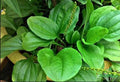 Plantain Seeds 1000+ Count Broadleaf Plantago major Perennial for Garden, Edible, Pollinator-Friendly
