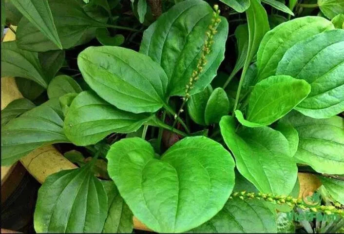 Plantain Seeds 1000+ Count Broadleaf Plantago major Perennial for Garden, Edible, Pollinator-Friendly