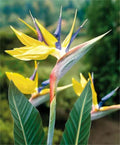 Yellow Bird of Paradise Plant 10-12" | Mandalas Gold Strelitzia Reginae | Rooted Tropical Houseplant for Indoor & Outdoor