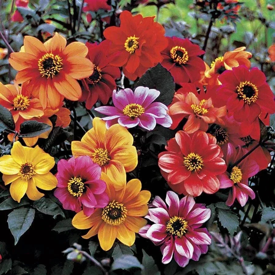 Dahlia Live Plant - Bishop's Children Multicolor Flowers - Easy to Grow Garden Perennial - Dahlia pinnata