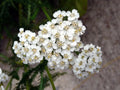 Yarrow Seeds - 2000+ Heirloom Perennial White Flowers - Achillea millefolium - Medicinal Herb & Wildflower Garden Seed