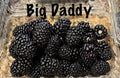Big Daddy Thornless Blackberry Live Plants 3 Pack, Rubus fruticosus, Easy to Grow, Thornless, Fruit-bearing, Outdoor Garden Plants