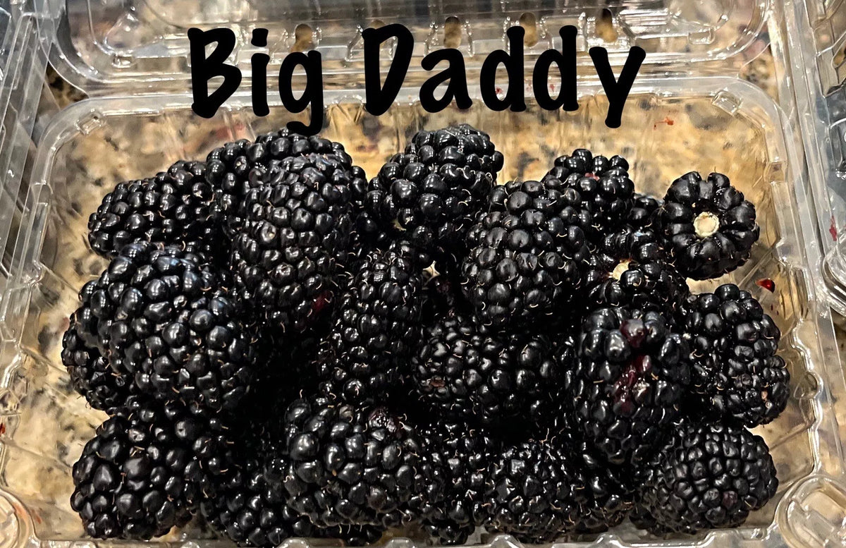 Big Daddy Thornless Blackberry Live Plants 3 Pack, Rubus fruticosus, Easy to Grow, Thornless, Fruit-bearing, Outdoor Garden Plants