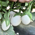 White Eggplant Seeds – Organic Non-GMO Solanum melongena Vegetable Seeds – 20+ Fresh Garden Seeds