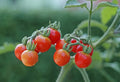 Tiny Tim Cherry Tomato Seeds - Dwarf Solanum lycopersicum, Container-Friendly, Non-GMO, 15 Seeds