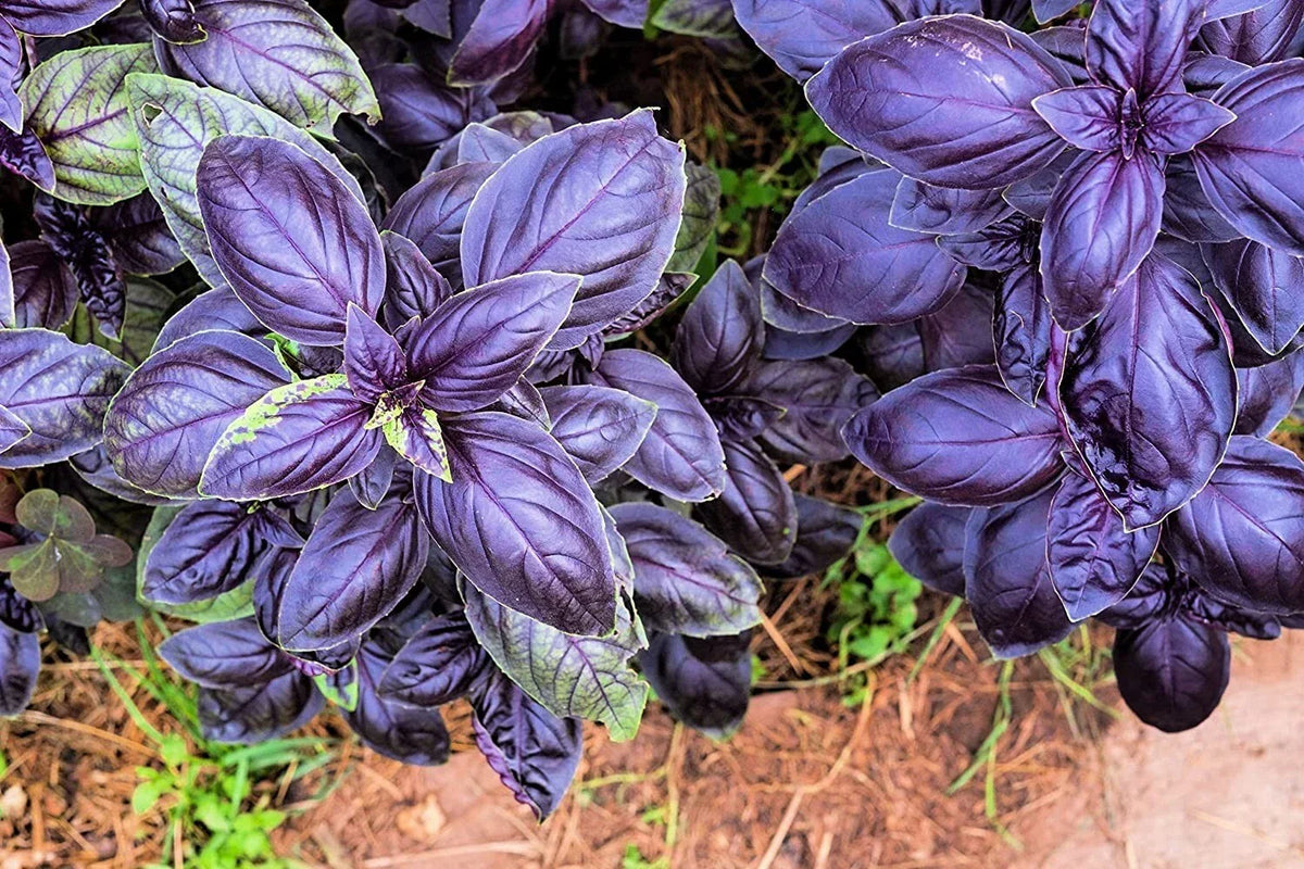 Purple Basil Herb Seeds - 200 Count, Organic, Non-GMO, Culinary Herb, Ocimum basilicum 'Purpurascens'