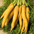 Solar Yellow Carrot Seeds - Long Sweet Danvers Heirloom Vegetable Seeds for 2025 Planting - Daucus carota