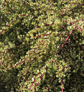 Succulent Cuttings Rainbow Elephant Bush Portulacaria afra Live Plants for Propagation, Indoor & Outdoor Gardening