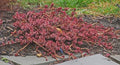 Red Carpet Sedum Live Plant Starter Clump, Ground Cover, Trailing Succulent, Red Foliage, Evergreen, Sedum spurium