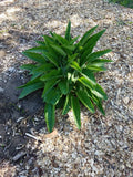 Comfrey Root Cuttings 5 Pack Russian Bocking 14 Symphytum × uplandicum for Soil Improvement, Composting