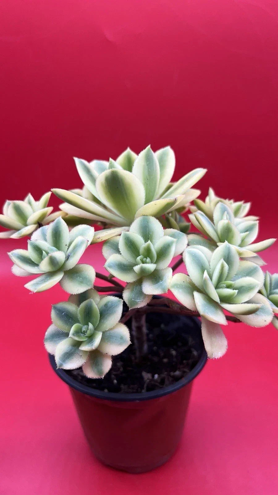 Aeonium Floresens Succulent Plant - Fully Rooted Drought-Tolerant Indoor & Outdoor