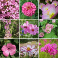 Pink Wildflower Seed Mix - Organic 200 Seeds for Gardens, Meadows & Pollinator Attracting, Non-GMO, USA Wildflower Blend