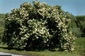 Nannyberry Viburnum Starter Plant 8-12 Inches | Viburnum lentago Hardy Shrub Small Tree Zones 5-9