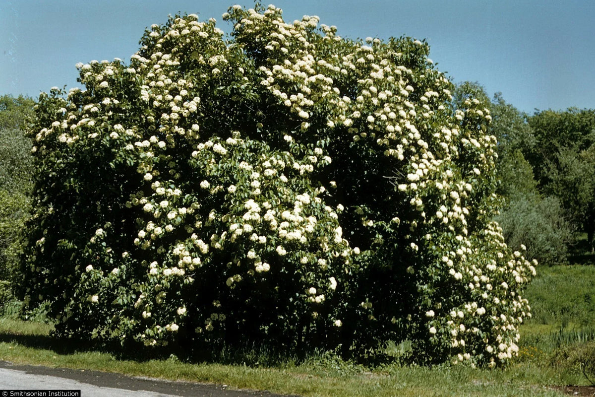 Nannyberry Viburnum Starter Plant 8-12 Inches | Viburnum lentago Hardy Shrub Small Tree Zones 5-9