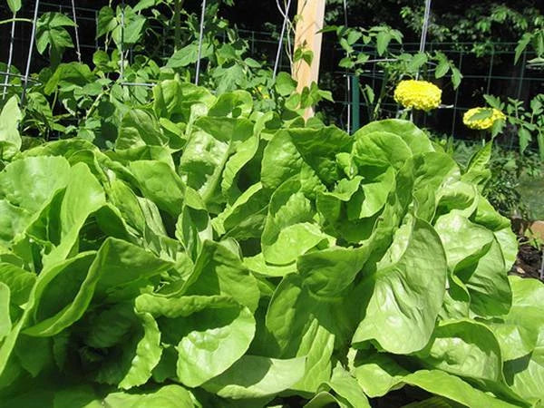 Bibb Leaf Lettuce Seeds - Heirloom Non-GMO Organic Lettuce Variety - 100 Seeds for Home Gardening