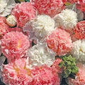 Hollyhock Seeds - 25 Perennial Flower Seeds - Colorful Blooms - Alcea rosea - Cottage Garden, Border, Cut Flower