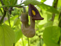 Pipevine Seeds 20 Pack - Aristolochia durior Climbing Vine with Pipe-Shaped Flowers and Heart-Shaped Leaves