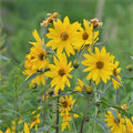 Maximilian Sunflower Seeds 500 Non-GMO Helianthus maximiliani for Gardens & Pollinators