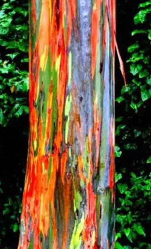 Rainbow Eucalyptus Plant Seeds, 25+ Multicolored Bark, Eucalyptus deglupta, Tropical Garden Seeds
