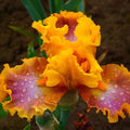 Iris Germanica 'Nice Job' Rhizome - Tall Bearded Purple Flowering Perennial Plant for Garden