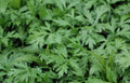 Organic Mugwort Starter Plants - Artemisia vulgaris - Pesticide-Free, Full Sun, Hardy Perennial, Garden-Ready
