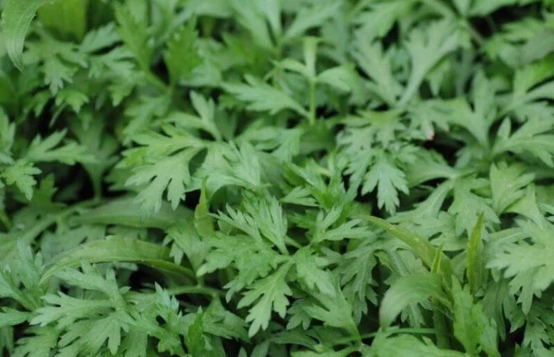 Organic Mugwort Starter Plants - Artemisia vulgaris - Pesticide-Free, Full Sun, Hardy Perennial, Garden-Ready