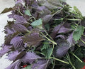 Shiso Seeds - Perilla frutescens - 150 Pack - Green Herb for Culinary & Garden Use - USA Grown 2024