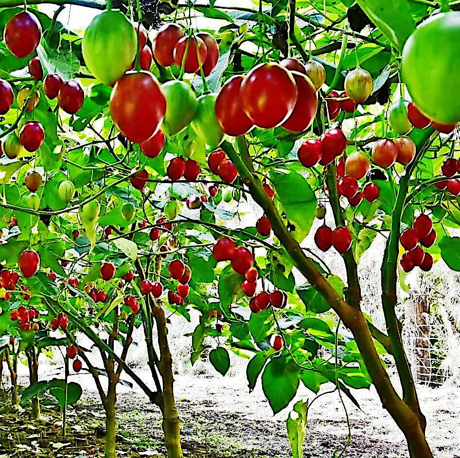 Tamarillo Tree Tomato Seeds – Fast Growing, High Yield, Solanum betaceum, 10 Pack