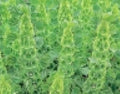 Belles of Ireland Seeds - 75 Fresh Molucella laevis White Green Blooms - Easy to Grow Flower Seeds for Borders & Cut Flowers