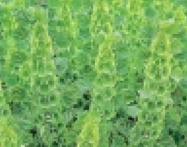 Belles of Ireland Seeds - 75 Fresh Molucella laevis White Green Blooms - Easy to Grow Flower Seeds for Borders & Cut Flowers