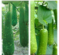Long Mottled Green Gourd Seeds - Heirloom Non-GMO Cucurbita pepo, Vining, 15 Seeds, Decorative & Culinary Use