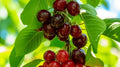Sweetheart Cherry Seeds, Prunus avium, Fruit Tree Seeds, 10+ Pack for Garden Planting, Juicy Cherries, Fast Shipping USA
