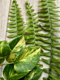 Rooted Plant Cuttings - 10 Pothos & Fern Varieties - Epipremnum aureum & Nephrolepis exaltata Indoor/Outdoor