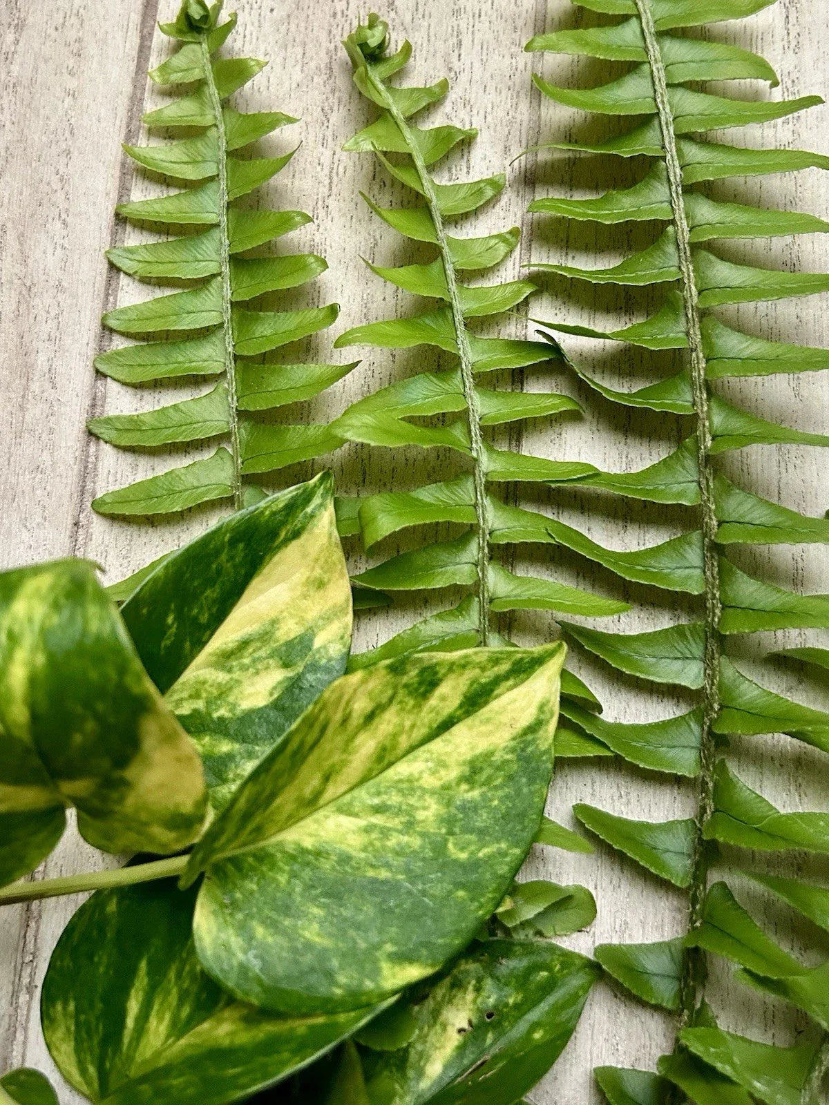Rooted Plant Cuttings - 10 Pothos & Fern Varieties - Epipremnum aureum & Nephrolepis exaltata Indoor/Outdoor