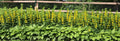Bare Root Yellow Loosestrife Perennials - Lysimachia vulgaris, Butterfly Attracting, Deer Resistant, Garden Flowers