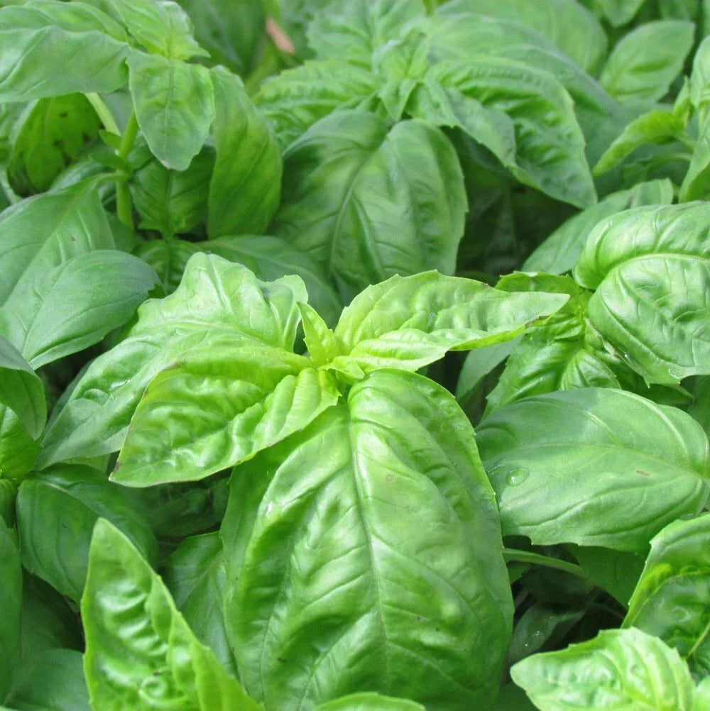 Italian Basil Seeds 200+ Non-GMO Heirloom Culinary Herb for Indoor & Outdoor Gardens | Ocimum basilicum