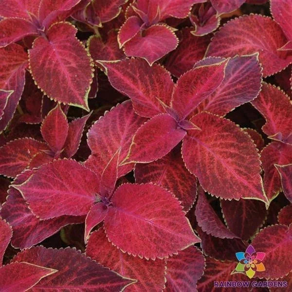 Wizard Velvet Red Coleus Seeds – Colorful Foliage, Garden Planting, Coleus blumei, Bright Red Leaves, Easy to Grow