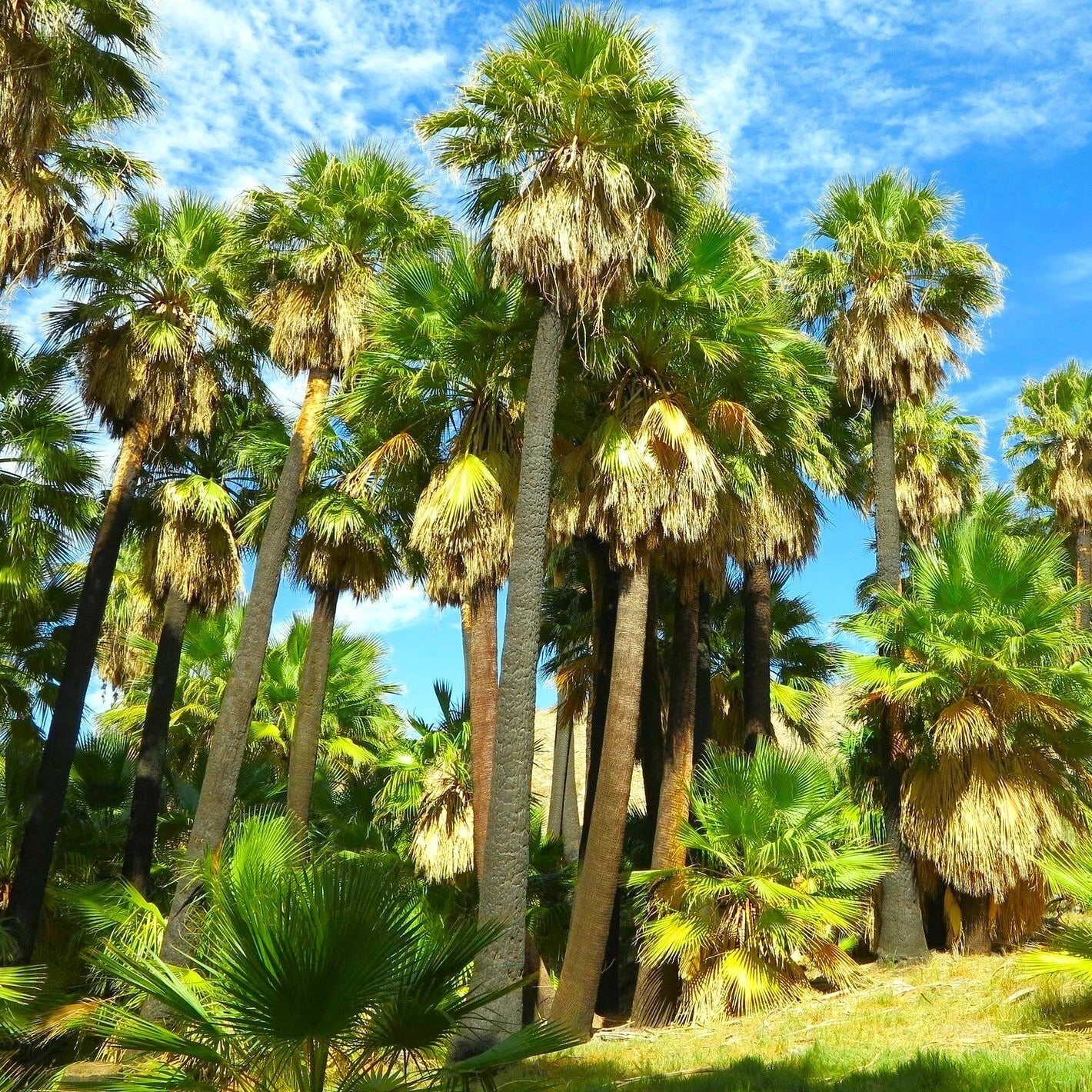 Giant California Palm Tree Seeds Washingtonia filifera for Landscaping, Indoor & Outdoor Growth, Fast Shipping
