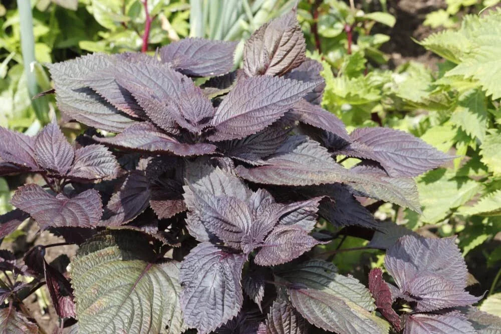 Red Shiso Seeds - 200+ Perilla frutescens Herb for Culinary & Garden, Asian Heirloom, Fragrant, Cool Weather