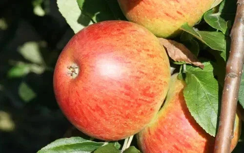 Charles Ross Apple Seeds - Heirloom Malus domestica for Garden Planting, Organic, 25+ Seeds