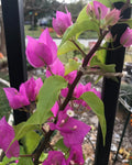 Bougainvillea Plant - Bare Root Live Plant - Bougainvillea spectabilis - Vibrant Flowers, Drought Tolerant, Full Sun