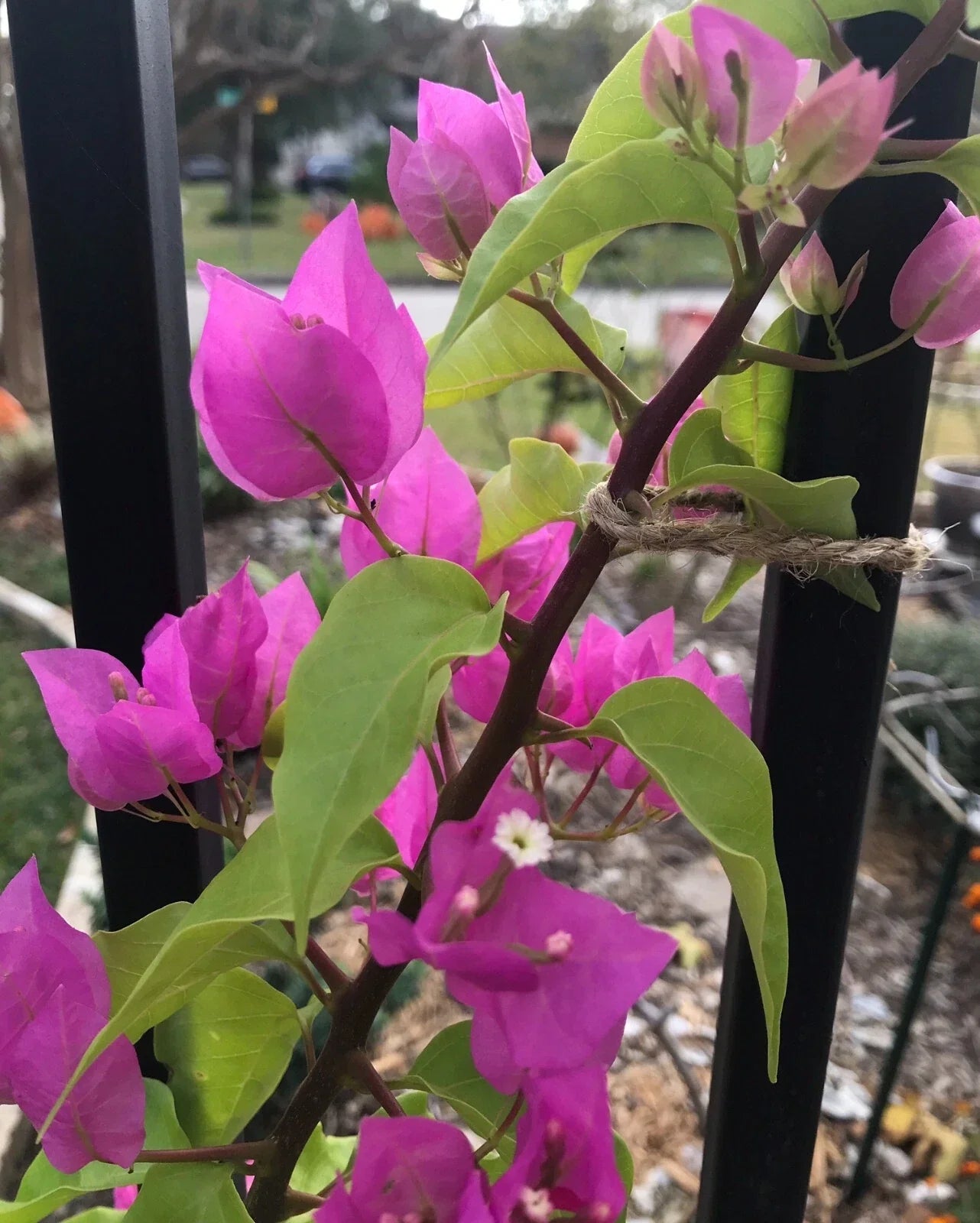 Bougainvillea Plant - Bare Root Live Plant - Bougainvillea spectabilis - Vibrant Flowers, Drought Tolerant, Full Sun