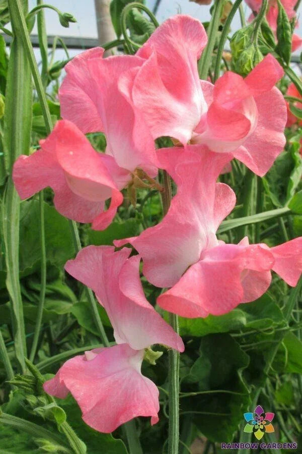 Sweet Pea Seeds Pack – Lizbeth Variety – Climbing Vine for Garden, Lathyrus odoratus, Fragrant Blooms, 50+ Seeds