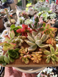 Succulent Cuttings Mixed Selection Box – Over 30 Assorted Varieties for Propagation, Home Decor & DIY Projects