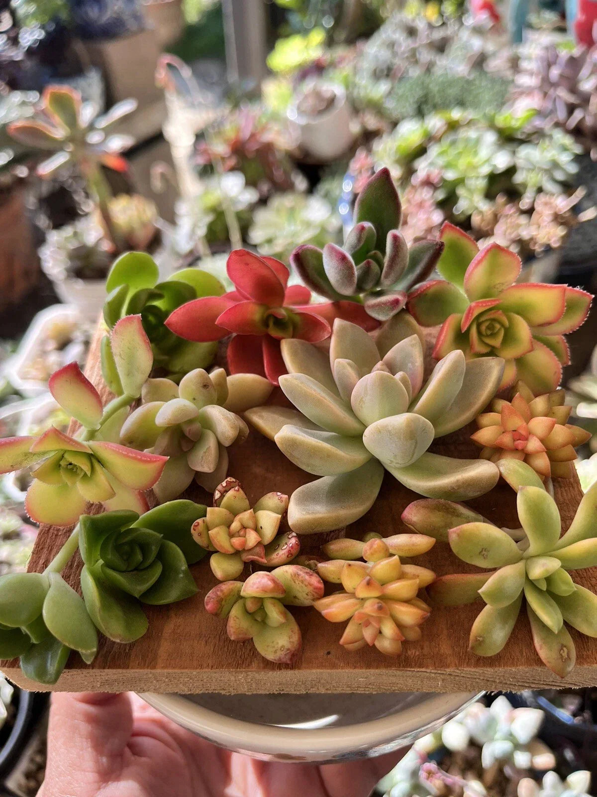 Succulent Cuttings Mixed Selection Box – Over 30 Assorted Varieties for Propagation, Home Decor & DIY Projects