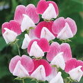 Painted Lady Sweet Pea Seeds - Pack of 200, Fragrant Climbing Flowers, Lathyrus odoratus, Colorful Garden and Landscape Plants